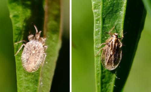 Réf. 258 387 : Tingis reticulata